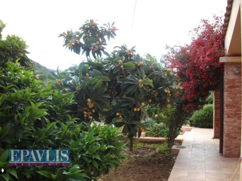 Villa in Sofiko Community, Solygeia, Greece 4 - 15386266