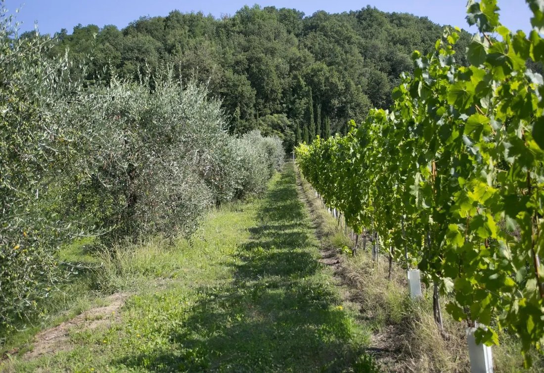 Domaine à Vicchio, Toscane, Italie 3 - 15388158
