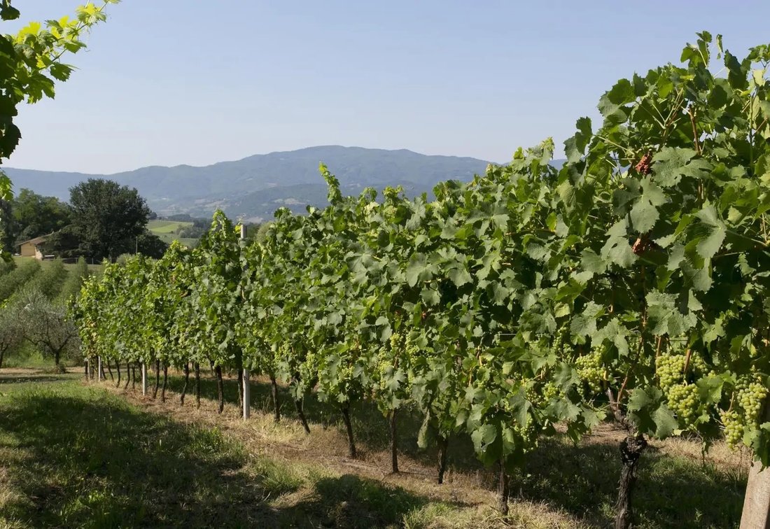 Domaine à Vicchio, Toscane, Italie 4 - 15388158