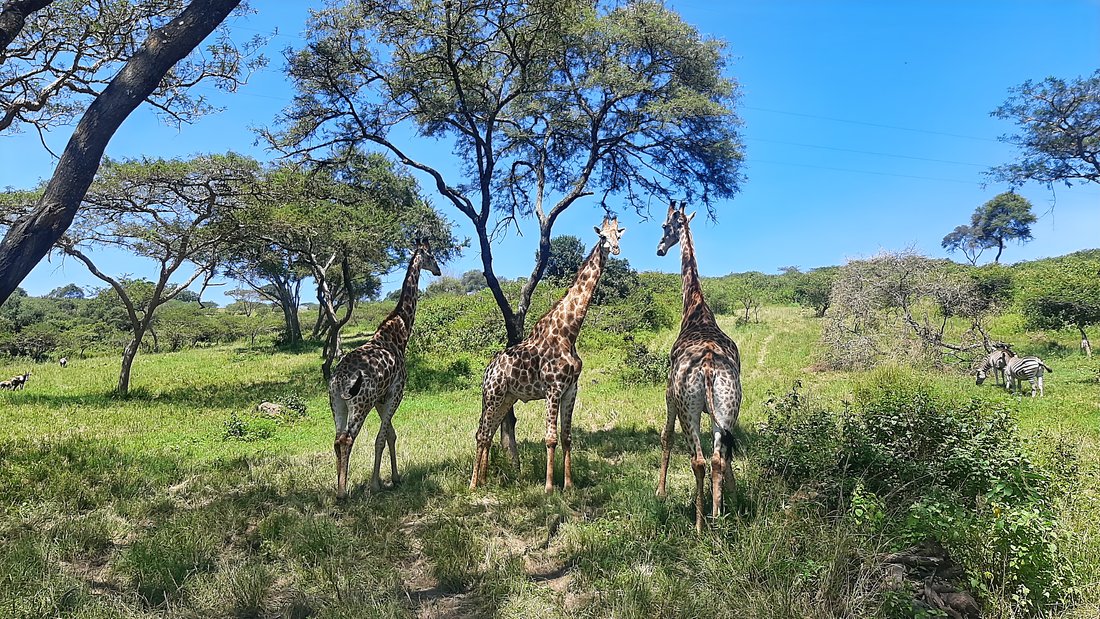 Corps de ferme à Municipalité locale de Msunduzi, KwaZulu-Natal, Afrique du Sud 5 - 15390634