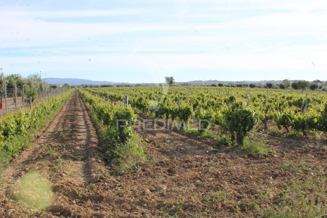 Farm Ranch in Redondo, Évora, Portugal 1 - 15404387