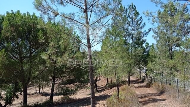 Farm Ranch in Corroios, Portugal 5 - 15096641