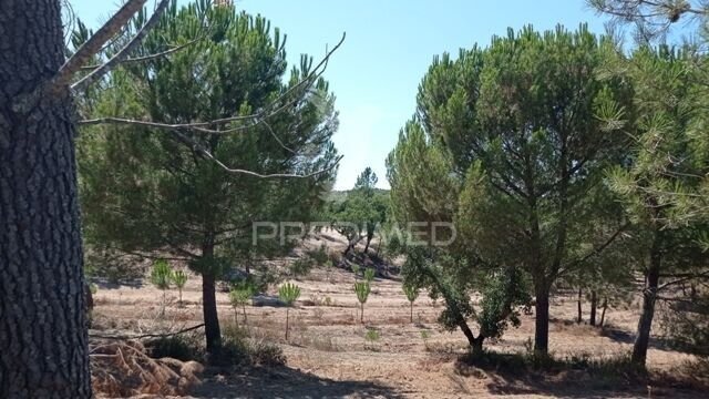 Farm Ranch in Corroios, Portugal 4 - 15096641