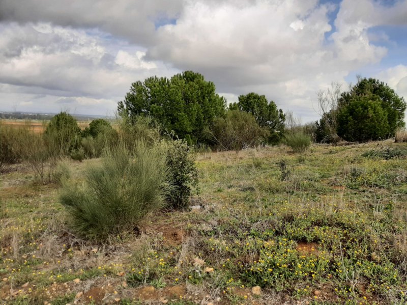 Land in Badajoz, Extremadura, Spain 5 - 15427988