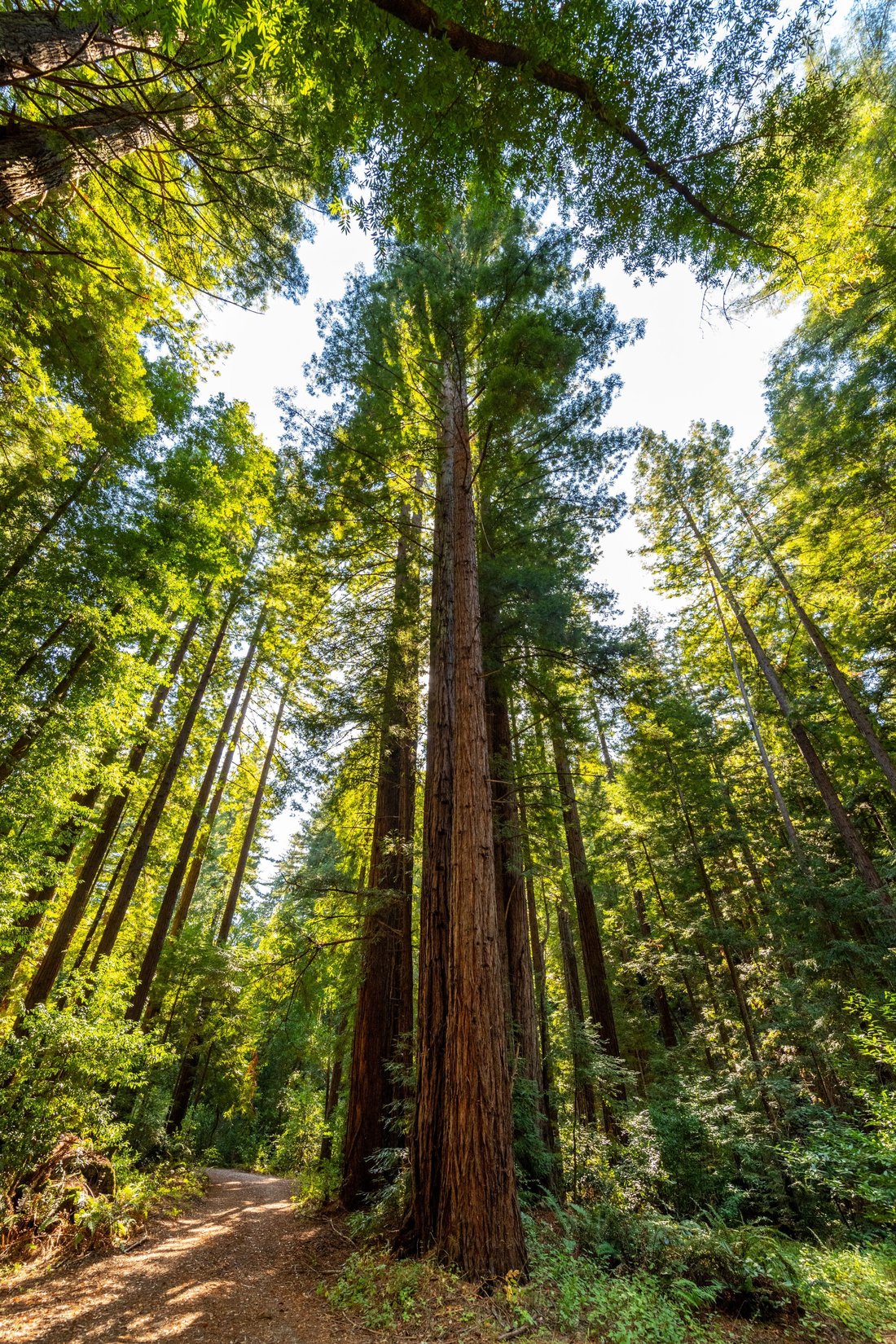 Land in Scotts Valley, California, United States 3 - 15432451