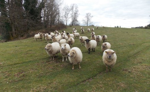 Farm Ranch in Marval, Neu-Aquitanien, Frankreich 1