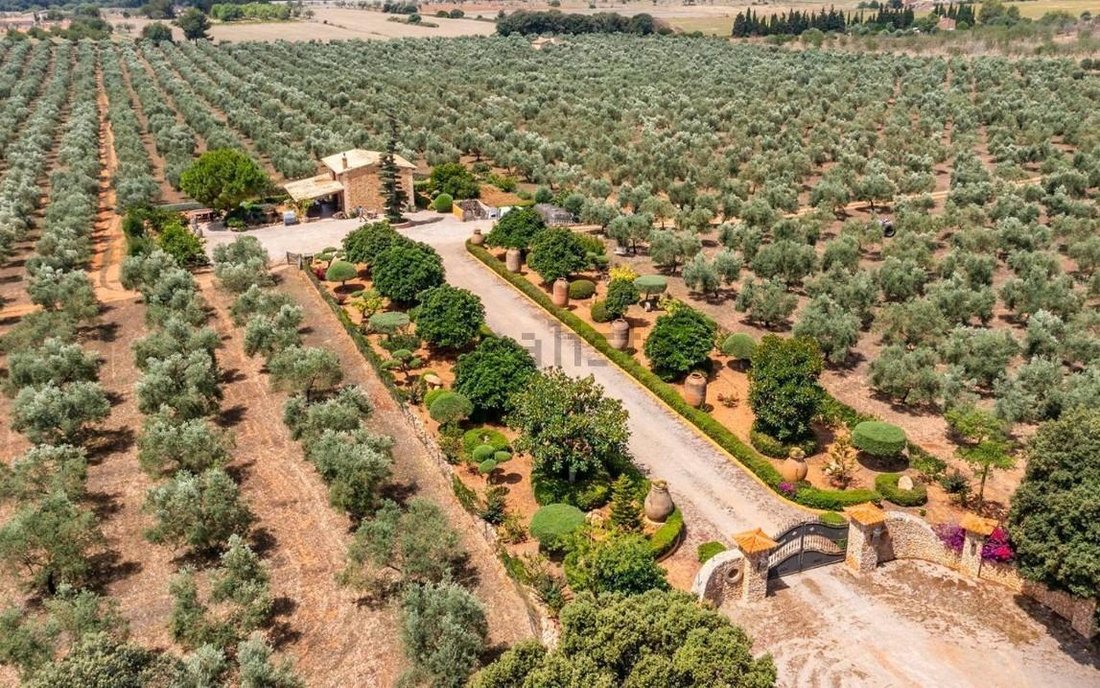 Country House in Costitx, Balearic Islands, Spain 4 - 15100600