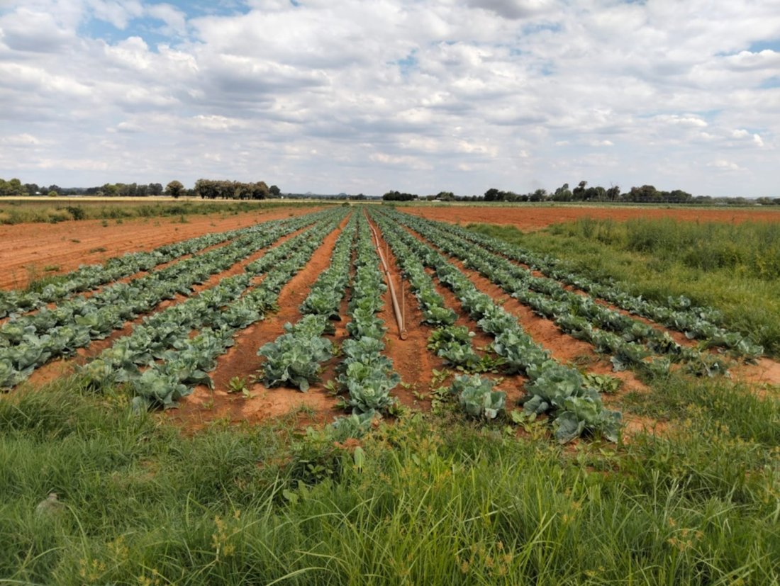 Farm Ranch in Bloemdal, Free State, South Africa 1 - 15453912