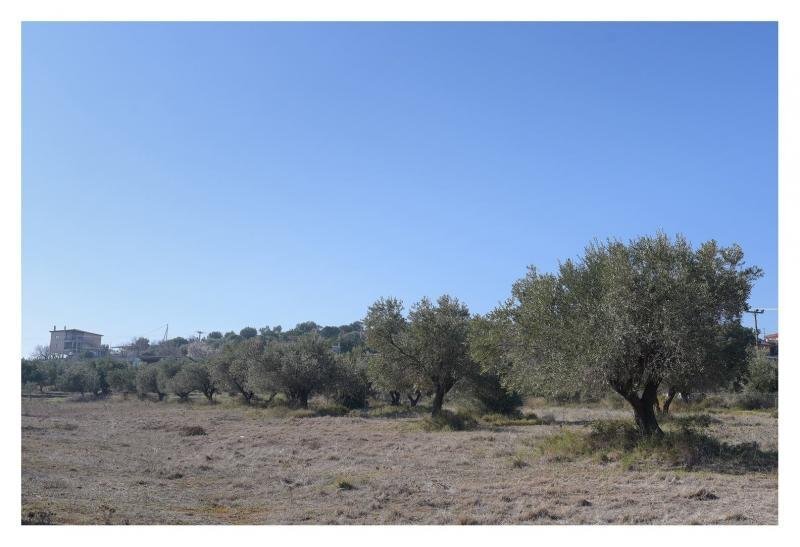 Land in Oropos, Attica, Greece 4 - 15456272