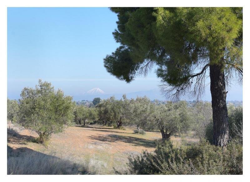 Land in Oropos, Attica, Greece 3 - 15456272