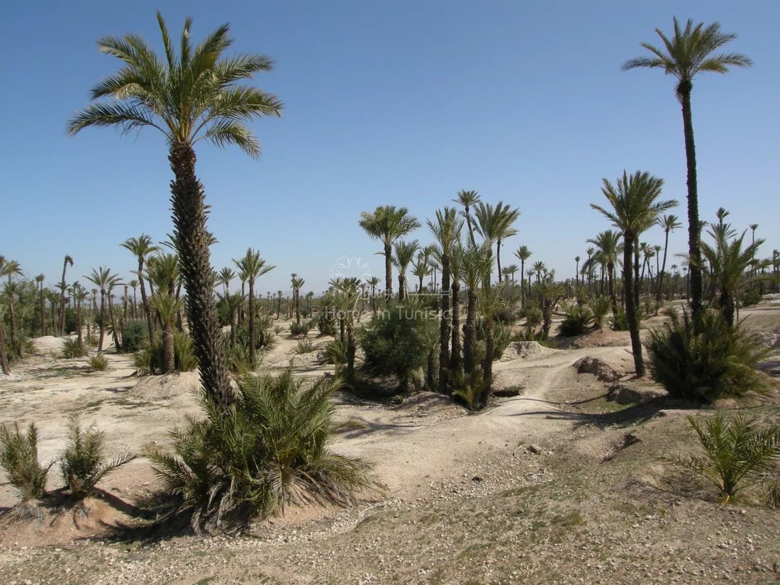 Tozeur, Tozeur, Tunisia 5 - 13929828
