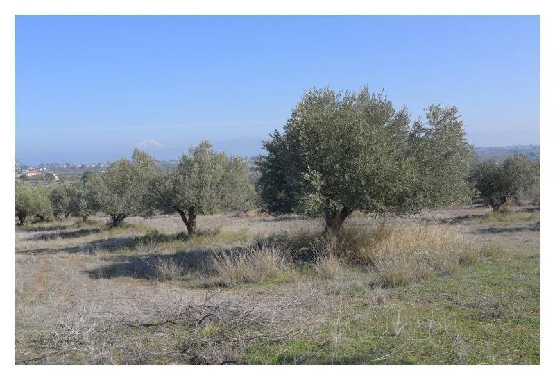 Land in Oropos, Attica, Greece 2 - 15456272