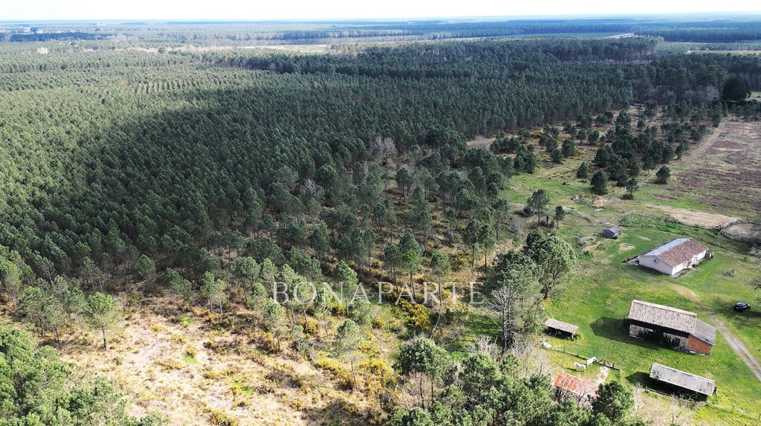 Whispering Pines: A 45-Acre Equestrian Sanctuary in Nouvelle-Aquitaine’s Golden Woods