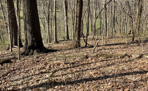 Land in Franklin, Tennessee, United States 1