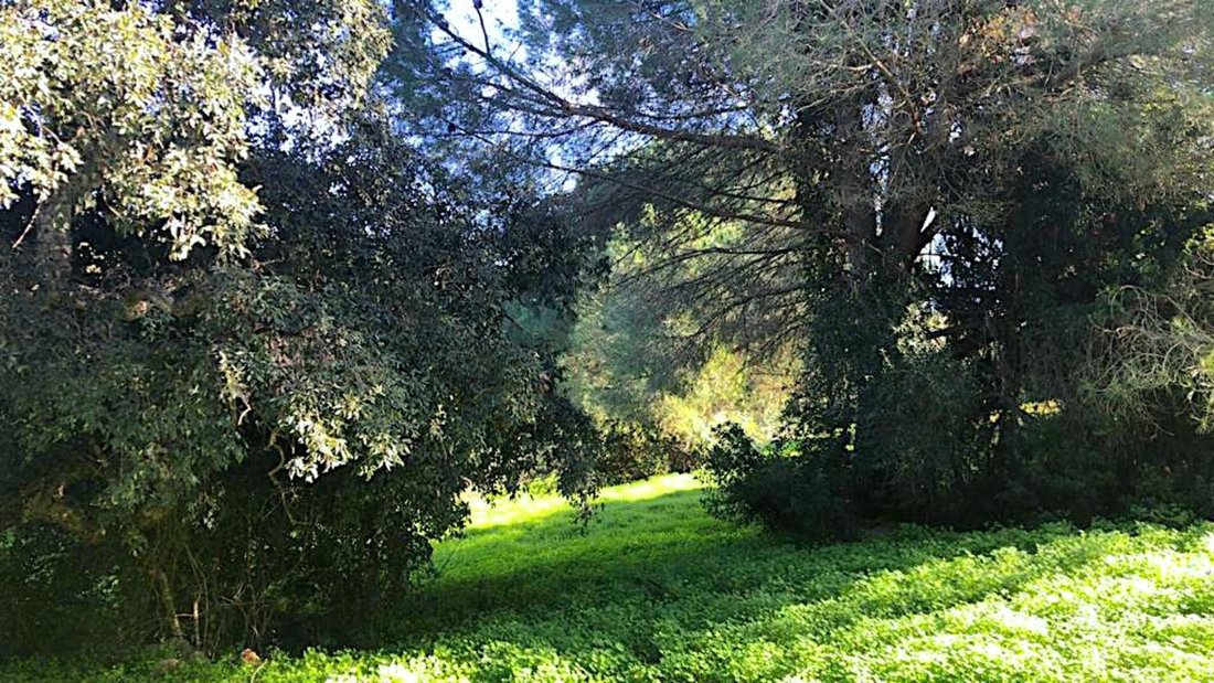 Land in Sotogrande, San Roque, Andalusia 1 - 14624595