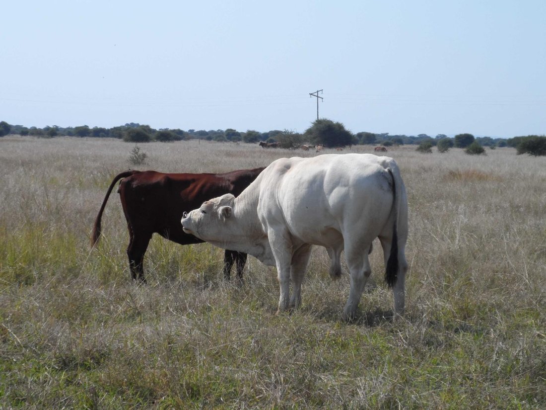 Azienda agricola a Marblehall, Provincia del Limpopo, Sudafrica 2 - 15489226