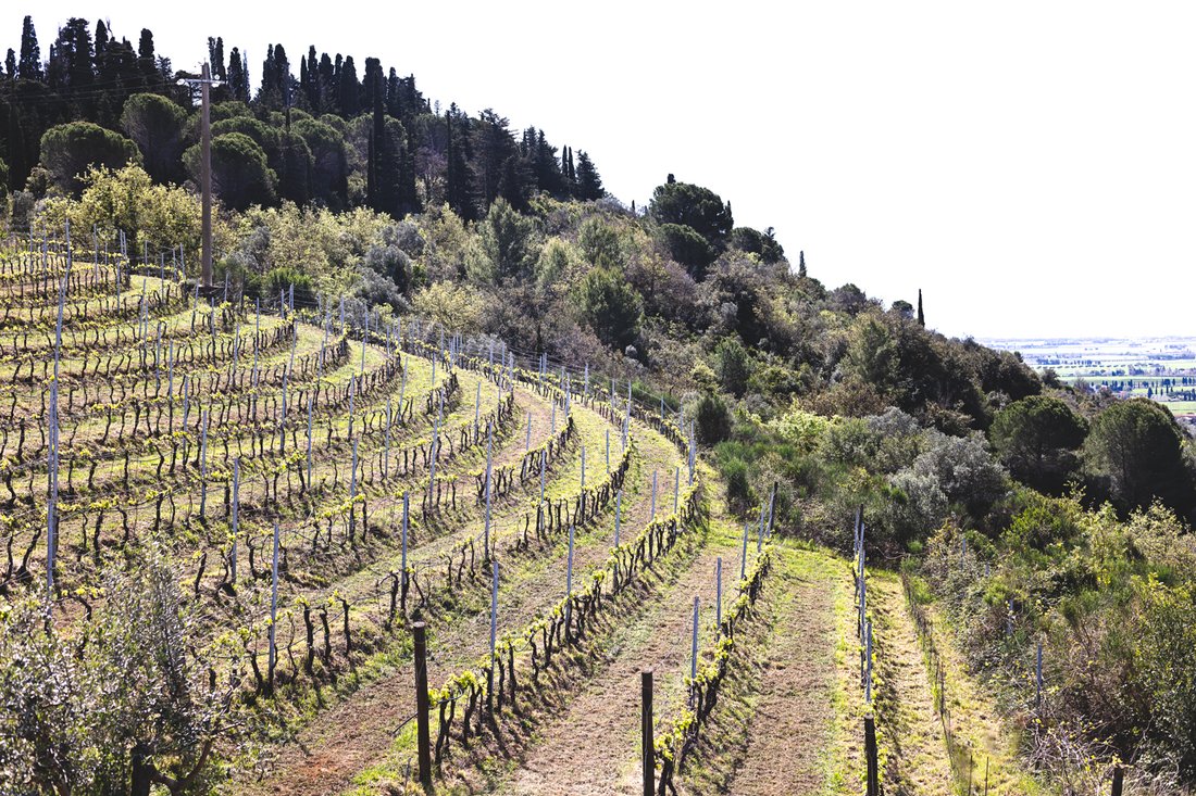 A Tuscan Crown: Where Vine-Kissed Towers Meet the Sea’s Whisper
