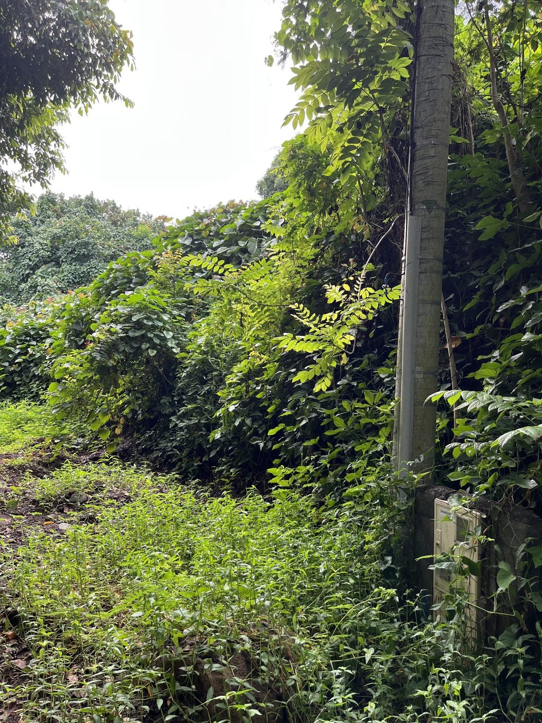 Land in Puna'auia, Windward Islands, French Polynesia 5 - 15499652