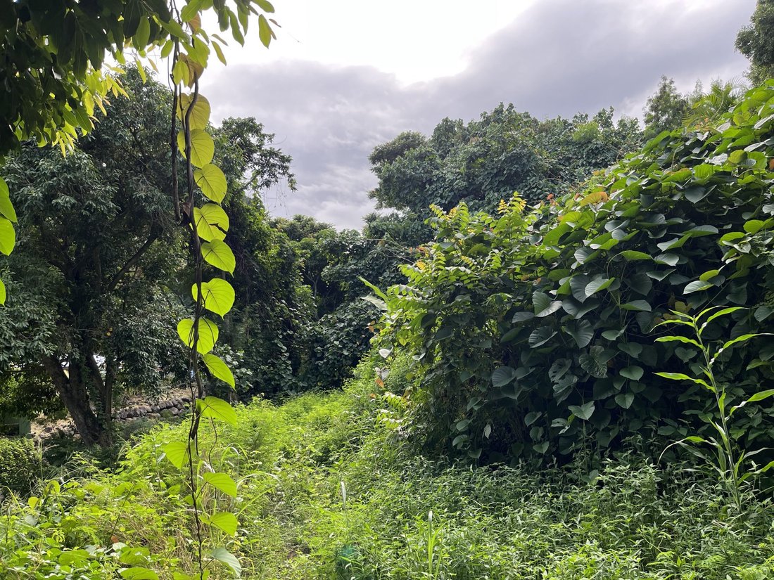 Land in Puna'auia, Windward Islands, French Polynesia 1 - 15499652
