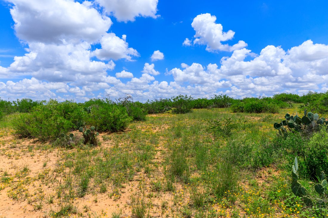 Farm Ranch in Carrizo Springs, Texas, United States 4 - 15499366