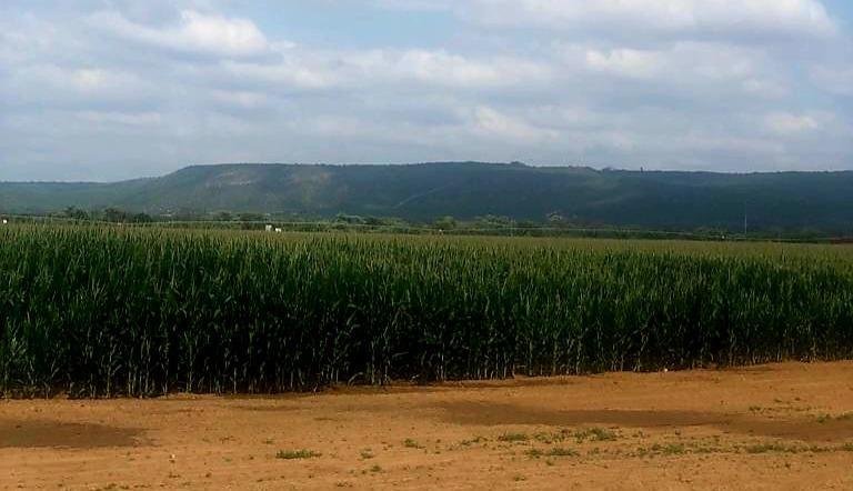 Farm Ranch in Mookgopong, Limpopo, South Africa 3 - 15496715