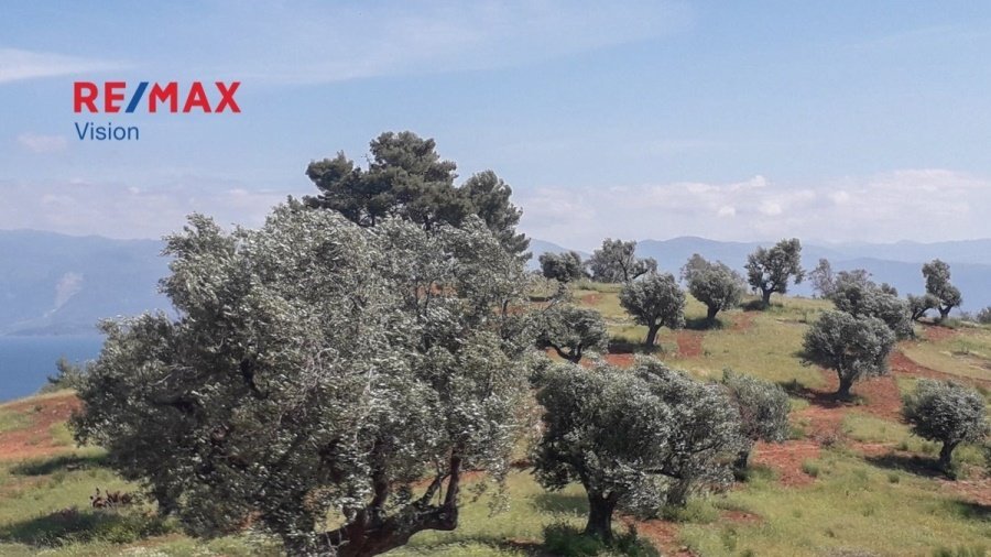 Land in Rododaphnis, Aigio, Peloponnese, Western Greece and the Ionian 4 - 15504833