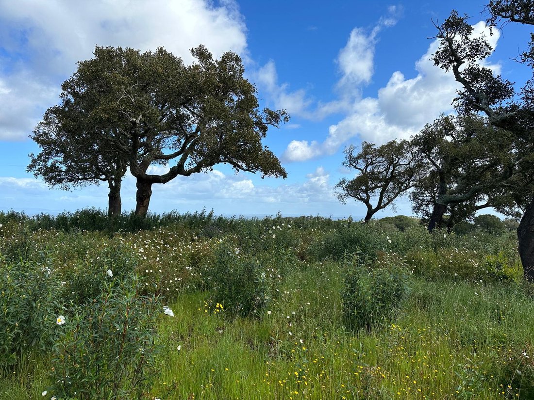 Land in Melides, Setubal, Portugal 3 - 12647650