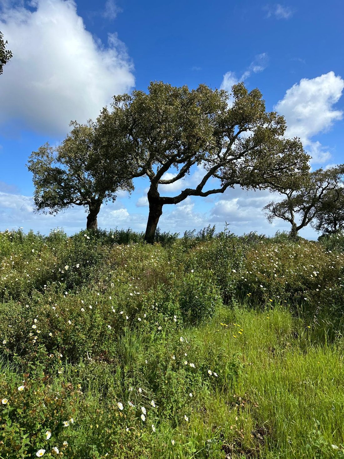 Land in Melides, Setubal, Portugal 5 - 12647650