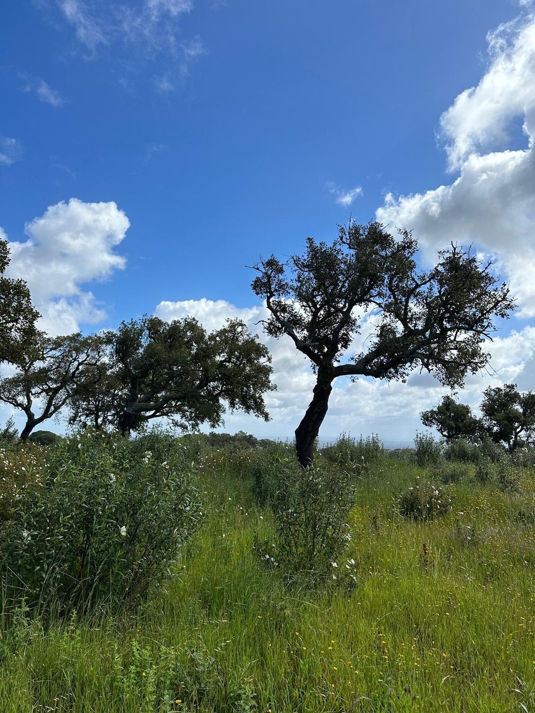 Land in Melides, Setubal, Portugal 4 - 12647650