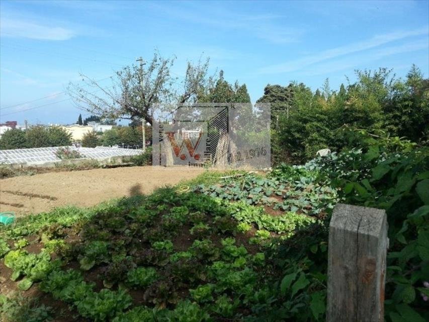 Estate in Anacapri, Campania, Italy 3 - 15428717
