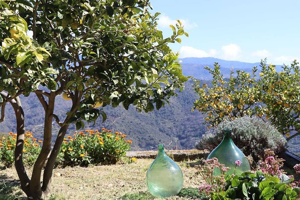 Land in Camporosso, Liguria, Italy 4 - 15531573