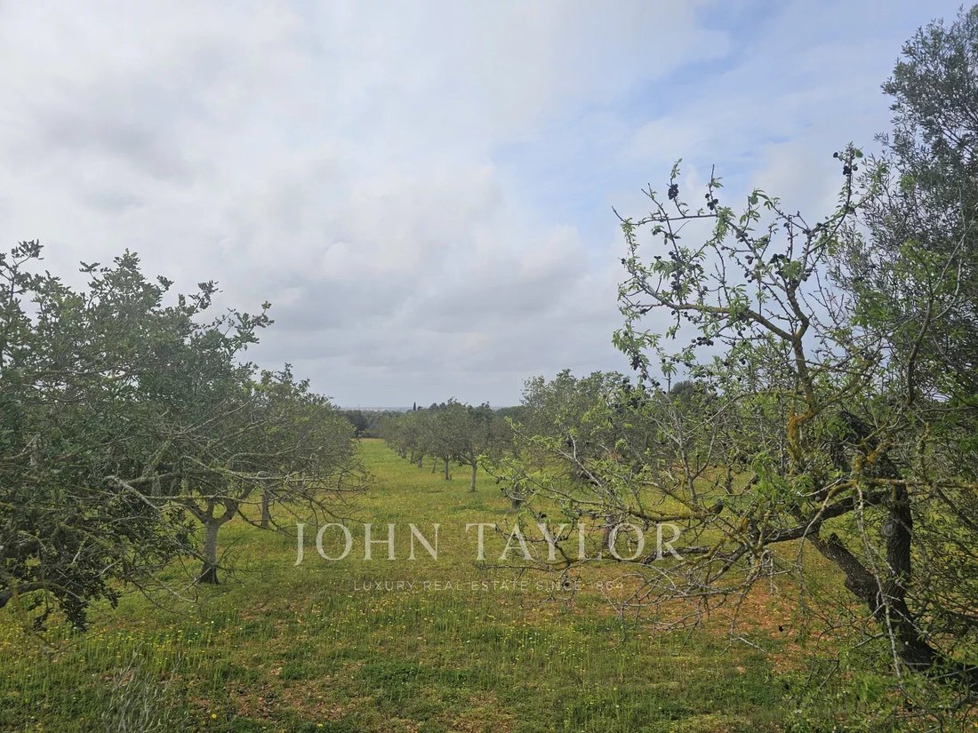 Land in Llucmajor, Balearic Islands, Spain 4 - 15299272