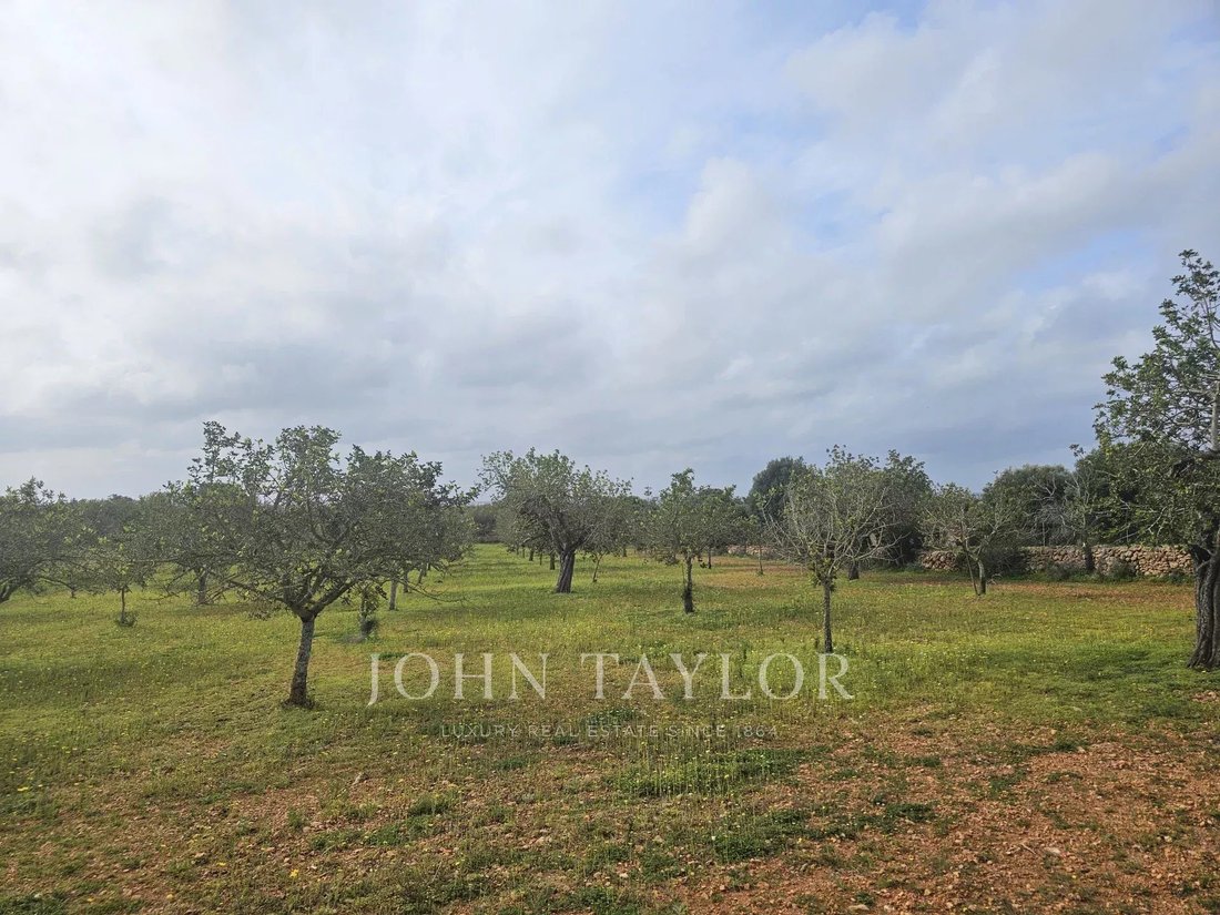 Land in Llucmajor, Balearic Islands, Spain 2 - 15299272