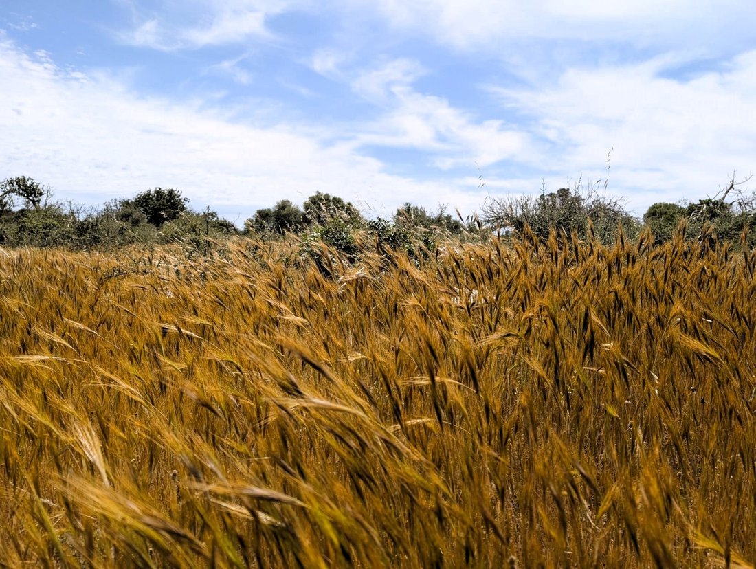 Land in Santanyi, Balearic Islands, Spain 5 - 15551193