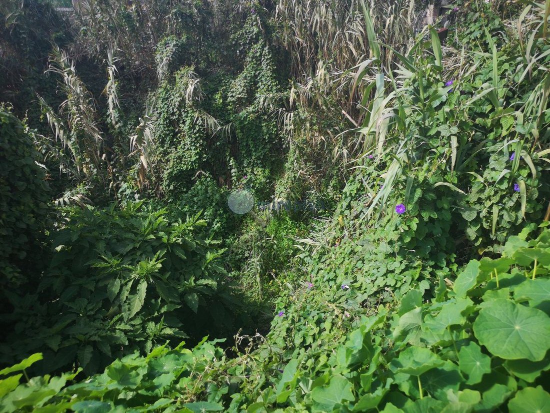 Land in La Matanza de Acentejo, Canary Islands, Spain 3 - 15557014