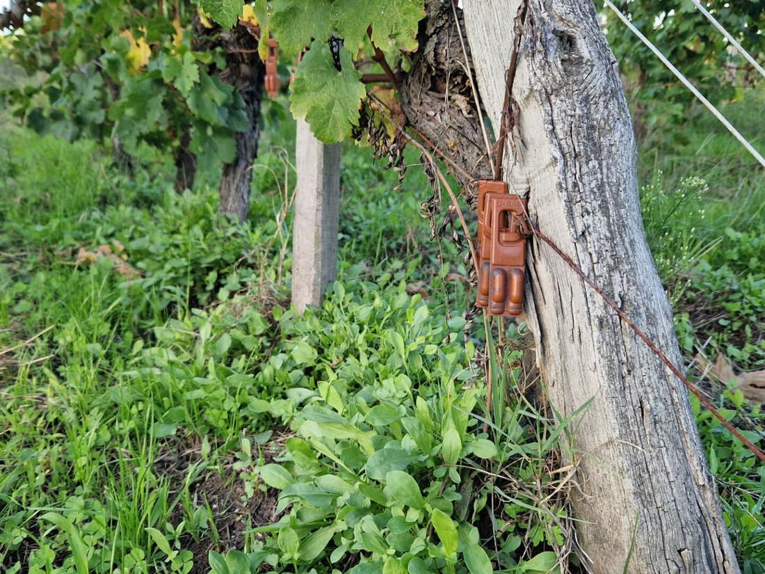 Pomerol’s Hidden Vineyard Jewel – Where Terroir Whispers Legend