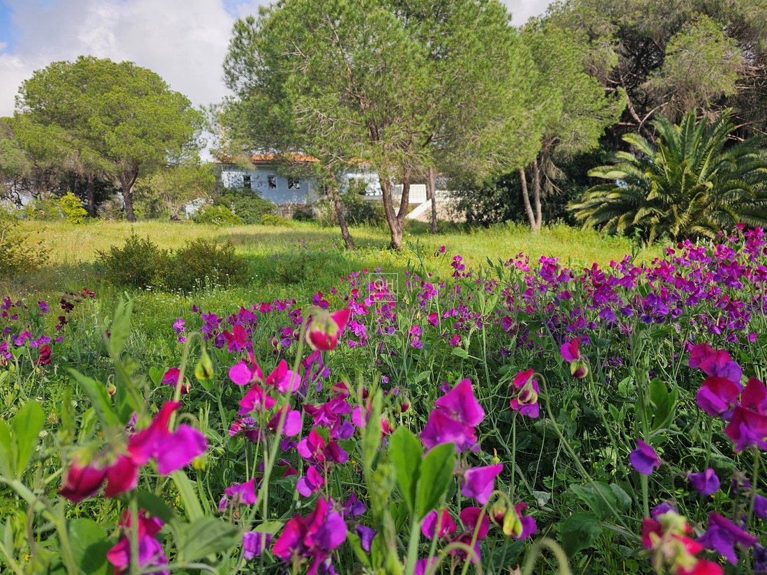 Farm Ranch in Almancil, Algarve, Portugal 2 - 15579328
