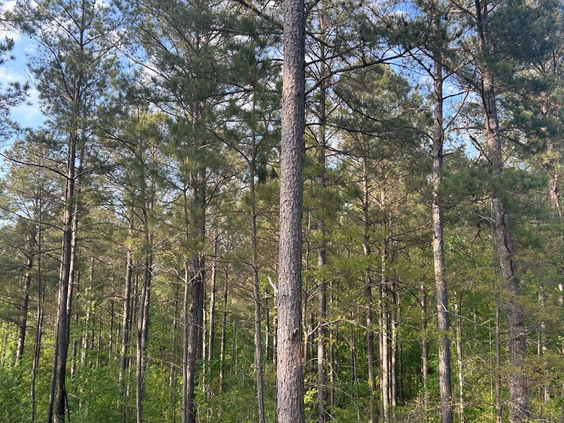 Land in Roopville, Georgia, United States 5 - 15524212