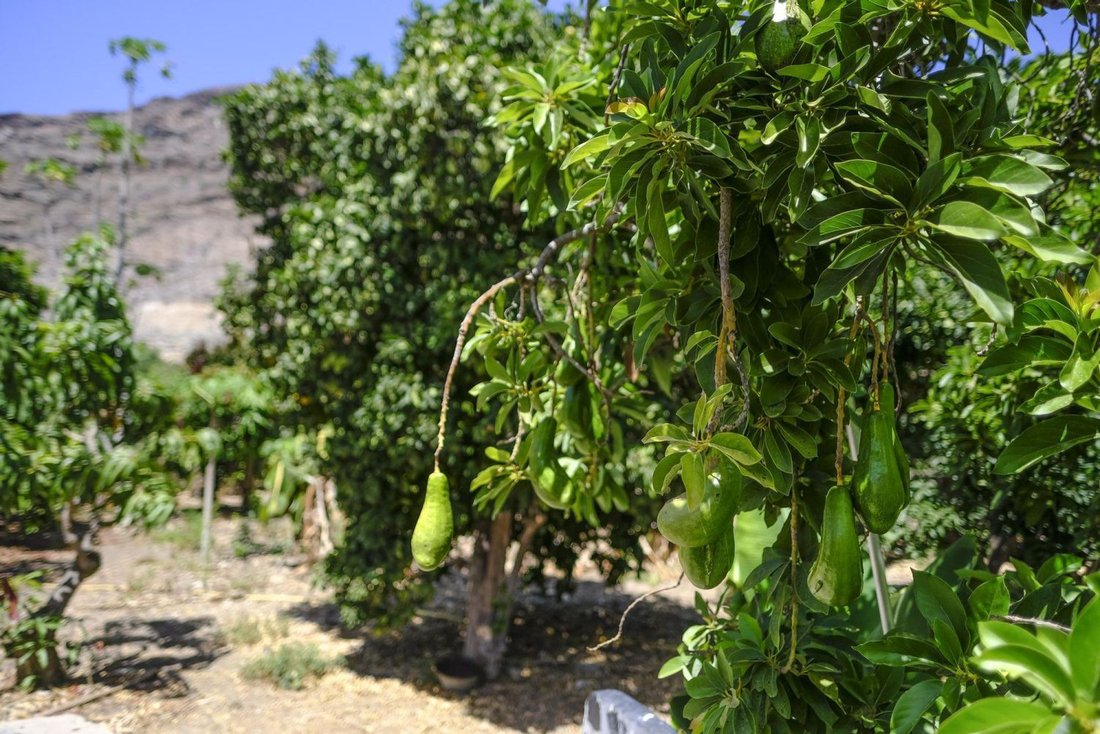 Farm Ranch in Sotogrande, San Roque, Andalusia 1 - 15557597