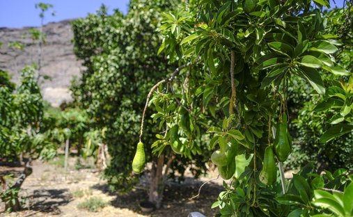 Farm Ranch in Sotogrande, San Roque, Andalusia 1