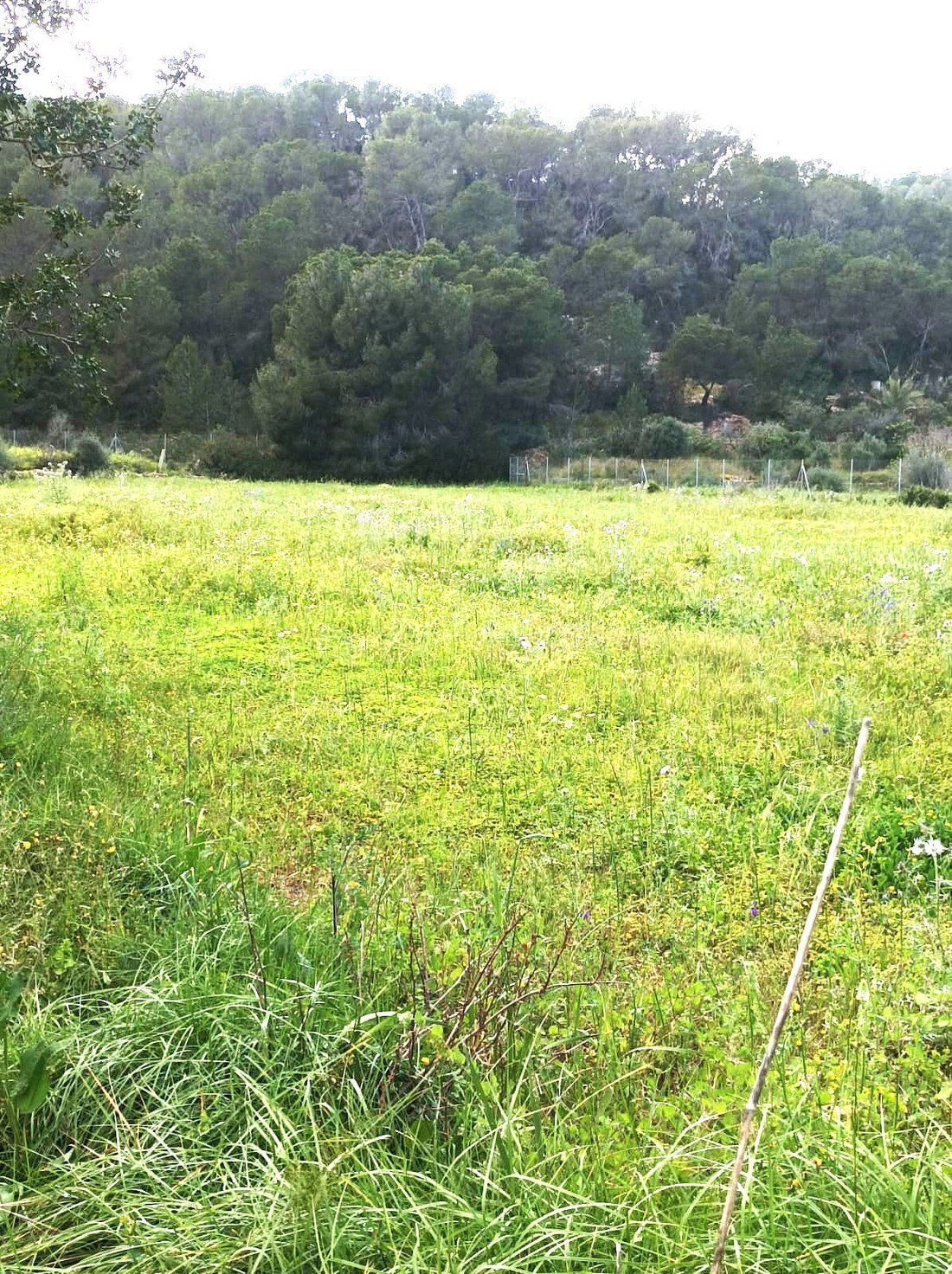 Land in Sant Joan de Labritja, Balearic Islands, Spain 4 - 15433588