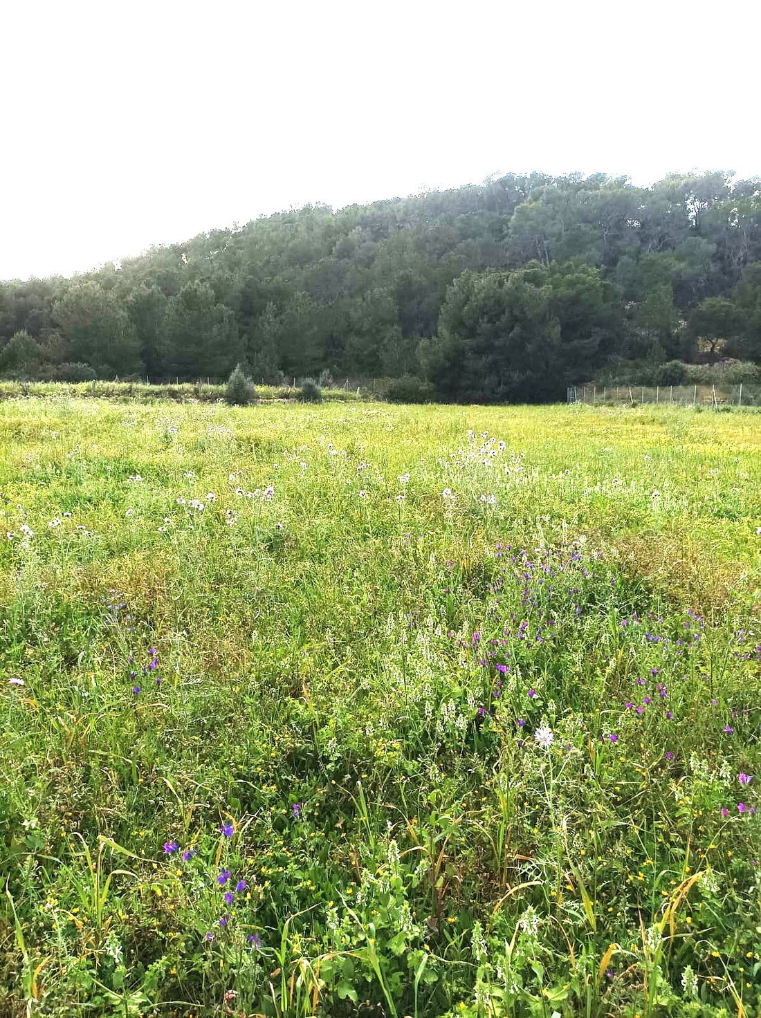 Land in Sant Joan de Labritja, Balearic Islands, Spain 3 - 15433588