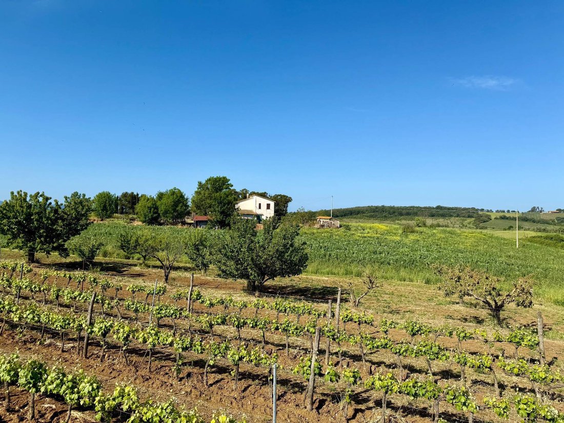 Country House in Magliano in Toscana, Tuscany, Italy 3 - 15579812