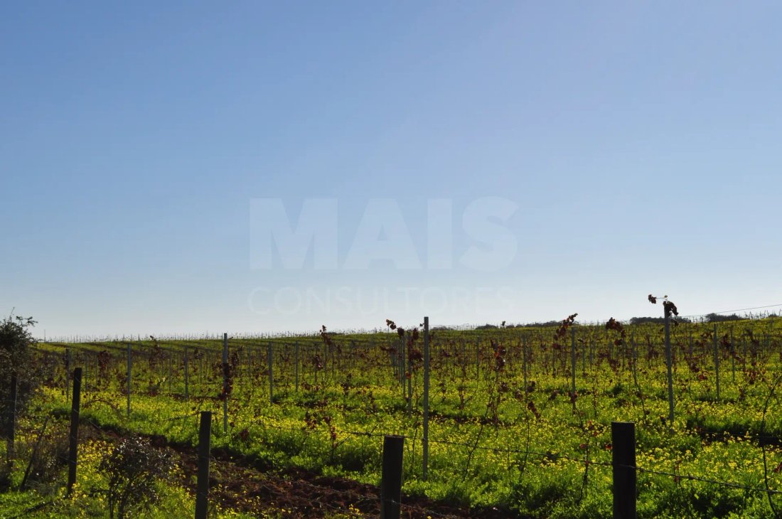 Finca in Reguengos de Monsaraz, Évora District, Portugal 1 - 15094753