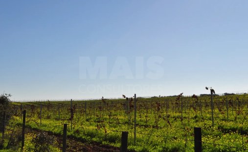 Finca in Reguengos de Monsaraz, Évora District, Portugal 1