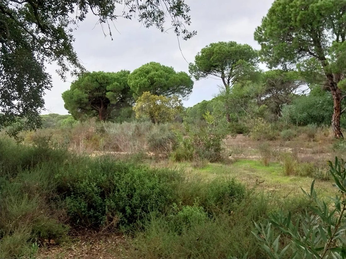 Land in Faro (Se e Sao Pedro), Algarve, Portugal 3 - 14971233