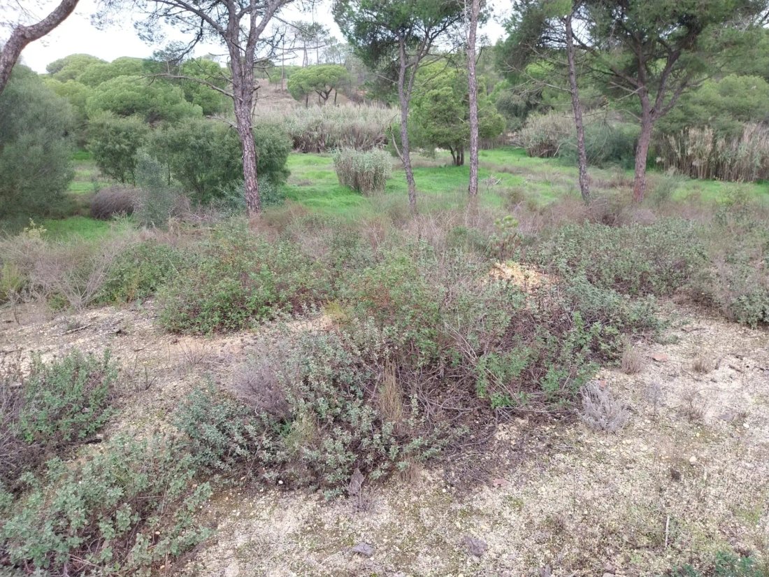 Land in Faro (Se und Sao Pedro), Algarve, Portugal 1 - 14971233