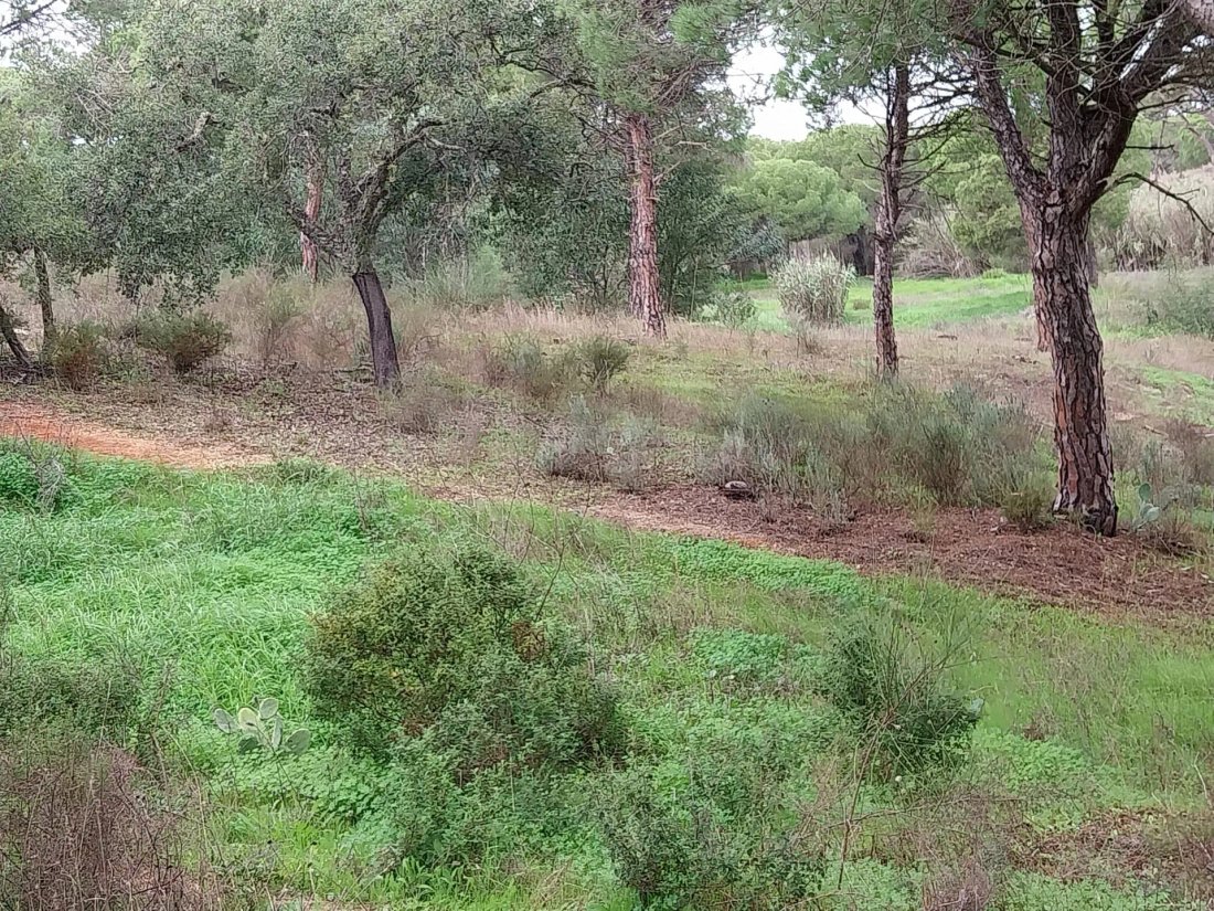 Land in Faro (Se e Sao Pedro), Algarve, Portugal 2 - 14971233