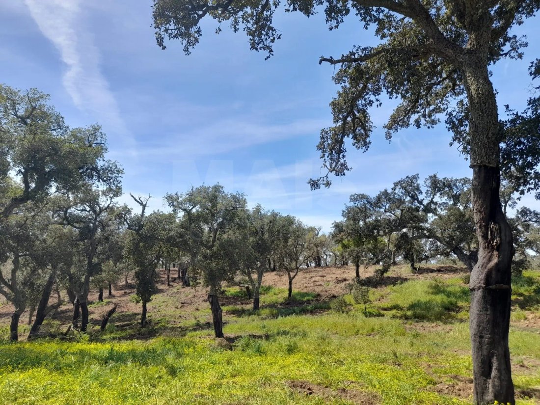 Land in Melides, Setubal, Portugal 3 - 14807546