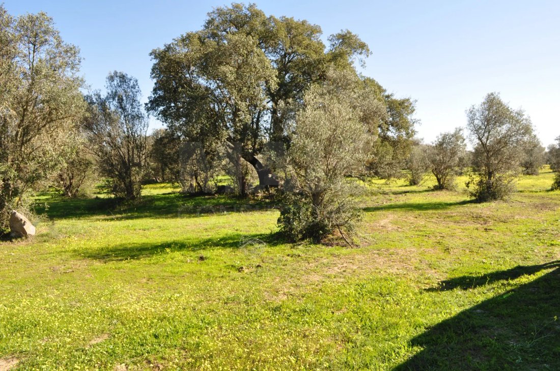 Finca in Reguengos de Monsaraz, Évora District, Portugal 5 - 15094753